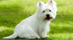 West highland white terrier (снимка) - безстрашен ловец и весел спътник: описание, характер, грижа